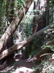 Land of giant trees grove