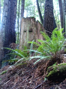 Suspicious stumps...