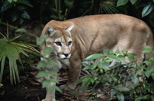 Cougar in Rain Forest