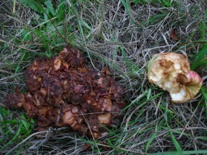 Bear Poo two low res