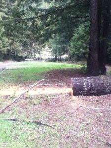 He doesn't look like much but this fallen trunk meant no way IN to the woods, which meant no way OUT.