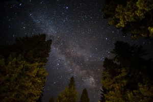 Into_the_Woods_Chris_Moss_Photography_Nightsky