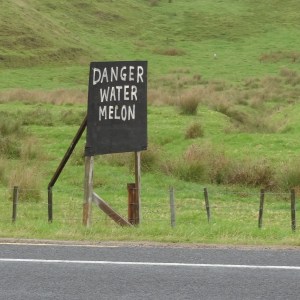 Angela Barnett Water Melon Stunt Chicken