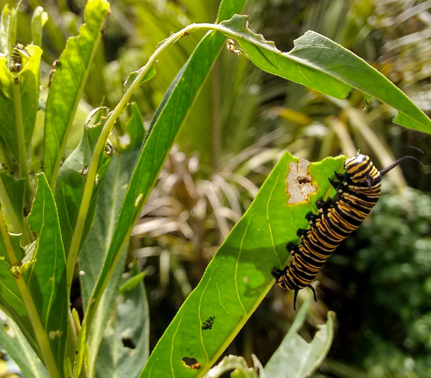 munching caterpillar