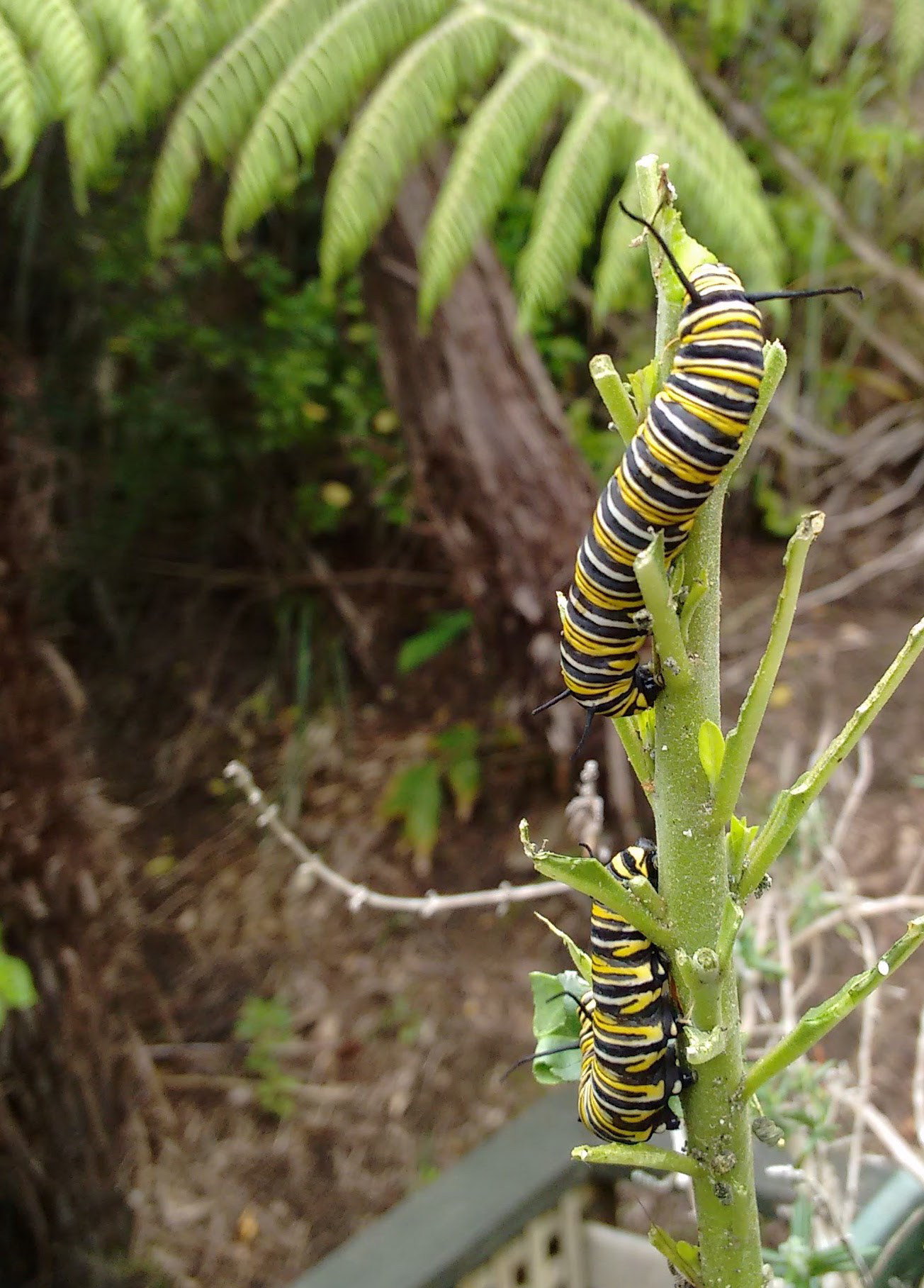 Two stalk caterpillars